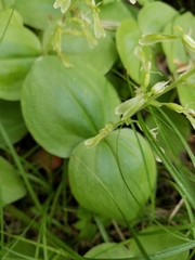Neottia convallarioides
