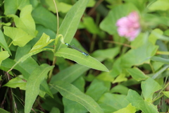 Ischnura elegans