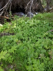 Neottia convallarioides