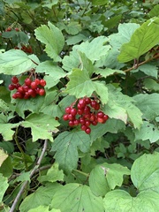 Viburnum opulus