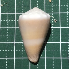 Conus lividus