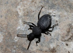 Cephalostenus orbicollis