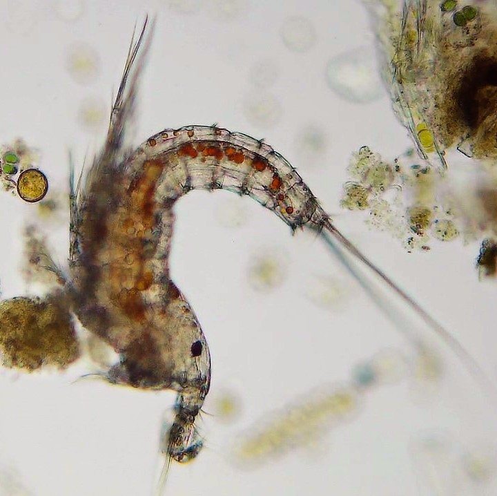 Harpacticoid Copepods