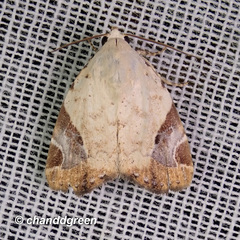 Pseudeustrotia semialba