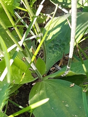 Plantago media