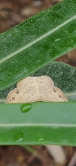 Scopula addictaria