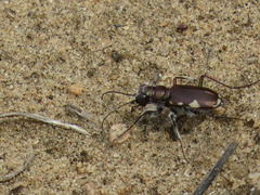 Cicindela scutellaris lecontei