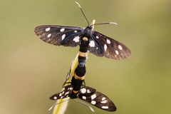 Amata ragazzii