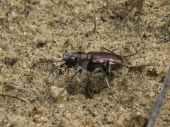 Cicindela scutellaris lecontei