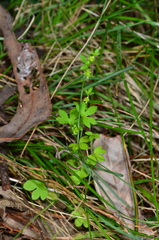 Ranunculus sessiliflorus