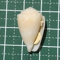 Conus fulgetrum