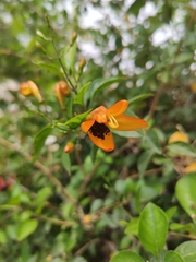 Ruttya fruticosa