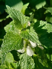 Lamium album