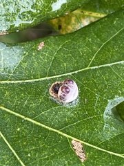 Mastophora hutchinsoni