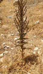 Verbascum sinaiticum