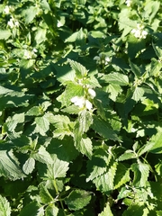Lamium album