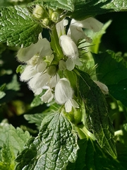 Lamium album