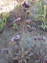 Limonium multiflorum