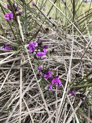 Glycine rubiginosa