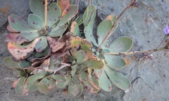 Limonium multiflorum