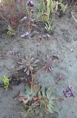Limonium multiflorum