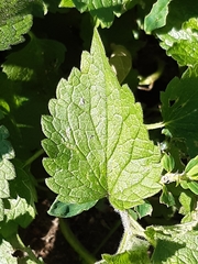 Lamium album