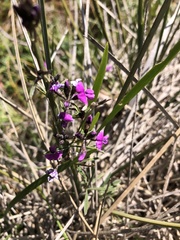 Glycine rubiginosa