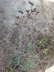 Limonium multiflorum