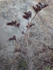 Limonium multiflorum