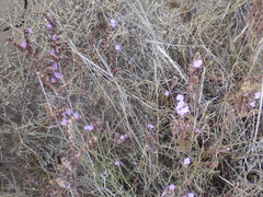 Limonium multiflorum