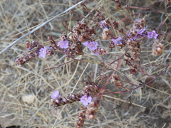 Limonium multiflorum