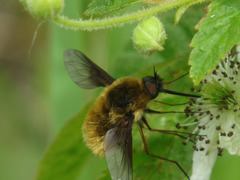 Bombylius mexicanus
