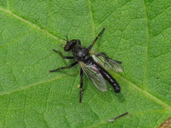 Cyrtopogon