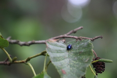 Agelastica alni