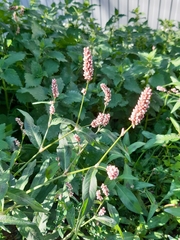 Persicaria maculosa