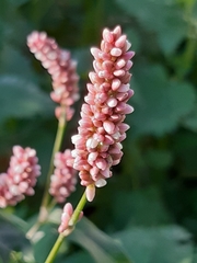 Persicaria maculosa