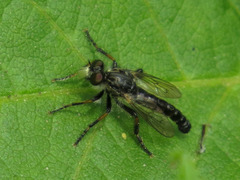 Cyrtopogon