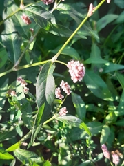 Persicaria maculosa