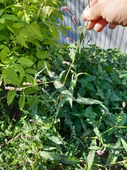 Persicaria maculosa