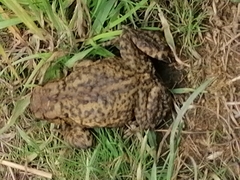 Bufo bufo