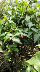Rubus corchorifolius