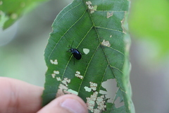 Agelastica alni