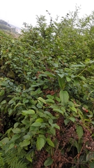 Rubus corchorifolius