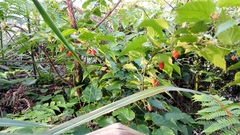Rubus corchorifolius