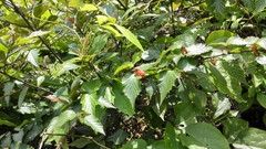 Rubus corchorifolius