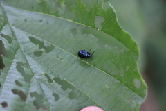 Agelastica alni