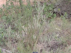 Lavandula stoechas luisieri