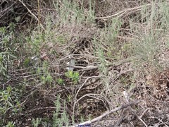 Lavandula stoechas luisieri