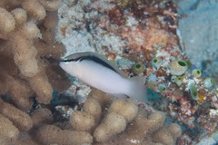 Pseudochromis perspicillatus