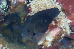 Pomacentrus brachialis